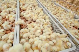 Poultry Hatchery